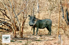 Safari photo dans le Parc Kruger