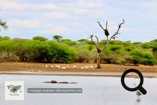 Le Parc national Kruger est la plus grande réserve animalière d'Afrique du Sud, il couvre près de 20 000 km². D’une longueur de 350 km du Nord au Sud et d’une largeur de 60 km d’Est en Ouest, sa taille est comparable à celle d'Israël ou à celle du Pays de Galles.