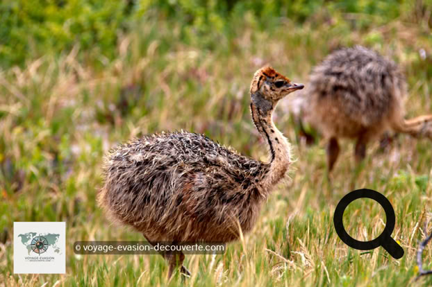 On peut y observer des autruches, des springboks, des élans et, avec un peu de chance, des zèbres du Cap. Autre grande attraction animale : les babouins. Pas très farouches, ils montent sans vergogne sur les capots ou les toits des voitures. 
