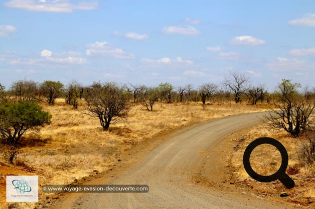 Le Parc national Kruger est la plus grande réserve animalière d'Afrique du Sud, il couvre près de 20 000 km². D’une longueur de 350 km du Nord au Sud et d’une largeur de 60 km d’Est en Ouest, sa taille est comparable à celle d'Israël ou à celle du Pays de Galles.
