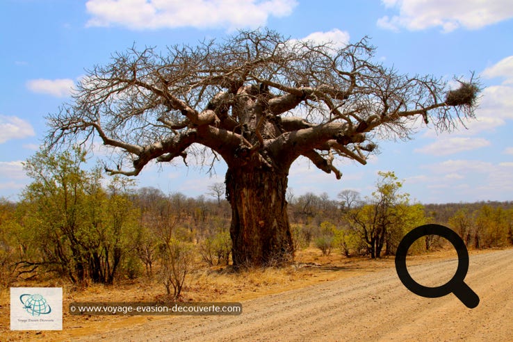 Dans le parc vous pouvez aussi admirer de majestueux baobabs qui se trouvent au bord des routes. Impressionnant par leur taille et leur longévité.  