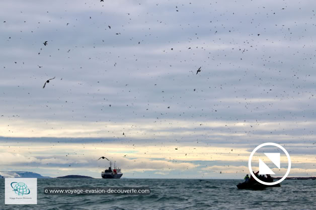La plupart des oiseaux qui viennent se reproduire ici l’été sont de la famille des pingouins, essentiellement des guillemots de Brünnich, mais il y aussi des guillemots à miroir, quelques mouettes tridactyles et aussi un prédateur tant redouté de tous ces oiseaux : le grand goéland bourgmestre ! 