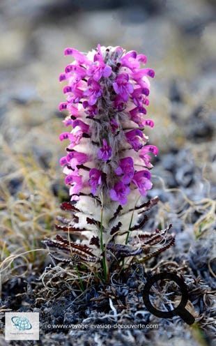 La toundra fleurit en juillet, le temps d’un court été polaire. Le soleil qui, luit 24 heures sur 24 et les températures plus chaudes permettent le développement d’une centaine d’espèces de fleurs. Ces fleurs éclosent durant une courte période de 15 à 20 jours.  