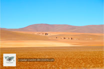 La Réserve Nationale de Faune Andine Eduardo Avaroa en Bolivie