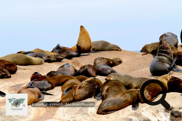 C’est un petit village de pêcheurs situé au fond d'une baie, à 15 km au sud de la ville du Cap. Il est bordé d'une très jolie plage de sable blanc au Sud, à l’Ouest par un gros promontoire rocheux qu'on appelle sentinel, et à l’Est par des collines où l'on cultive entre autres de la vigne. Chapman's Peak, montagne également très connue se trouve à 6 km au Sud.