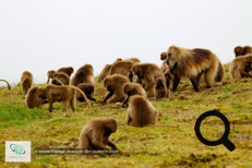 Les babouins Géladas dans le Simien Mountains National Park