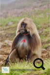 Les babouins Géladas dans le Simien Mountains National Park