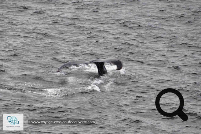 Baleine à bosse dans la baie de Disco au Groenland
