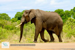 Krüger National Park en Afrique du Sud