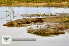Safari photo dans le Parc Kruger