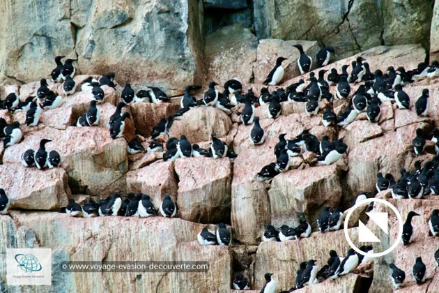 La plupart des oiseaux qui viennent se reproduire ici l’été sont de la famille des pingouins, essentiellement des guillemots de Brünnich, mais il y aussi des guillemots à miroir, quelques mouettes tridactyles et aussi un prédateur tant redouté de tous ces oiseaux : le grand goéland bourgmestre ! 
