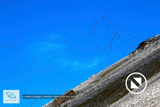 En randonnant dans la baie de Vårsolbukta, nous avons pu observer des mergules nains qui nichaient dans les éboulis par centaines de milliers.