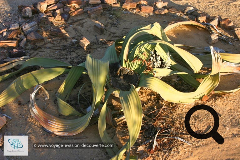 Dans cette région se trouve aussi une plante endémique de la Namibie et de l’Angola, la Welwitschia Marabilis. Elle ne ressemble à aucune autre plante, elle est moche… Sa classification, comme unique représentant non seulement de sa famille, mais de son ordre, celui des Welwitschiales, souligne son caractère unique et son éloignement des autres plantes.  