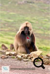 Les babouins Géladas dans le Simien Mountains National Park