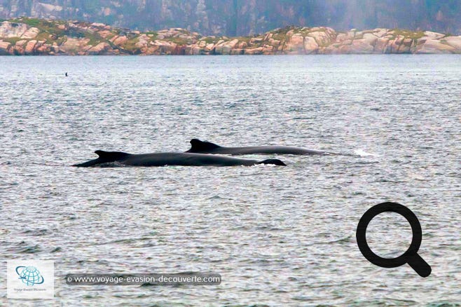 Baleine à bosse dans la baie de Disco au Groenland