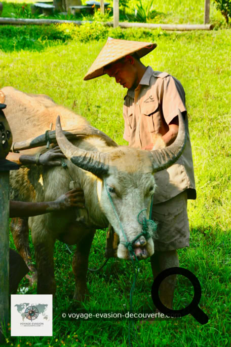 Des activités nous ont été proposés comme le travail d’orpaillage et la pêche à l’épervier dans le Mékong. Nous sommes partis aussi faire une balade dans le village de Ban Yoi Hai rencontrer les habitants. 