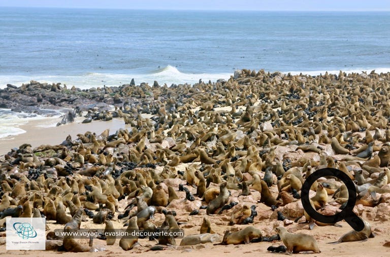 Ça pue mais c’est sympa… et ça ressemble à une plage du Sud de la France en plein mois d’août. C’est la plus importante des 15 colonies d’otaries à fourrure de Namibie qui totalisent 6 500 000 individus.  