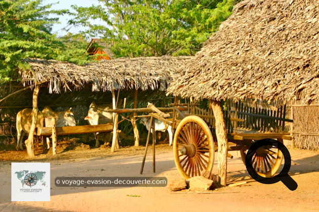 C’est une habitante qui nous accueille avec un grand sourire et nous invite à pénétrer dans l’enceinte du village. Cette charmante dame nous emmène visiter quelques maisons construites sur pilotis avec une hauteur entre le sol et le plancher d’environ un mètre. Les maisons sont faites en bambou, parfois tressé pour donner plus de résistance aux murs.