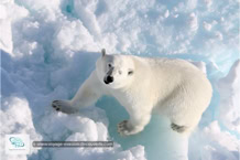 L'ours polaire au Spitzberg