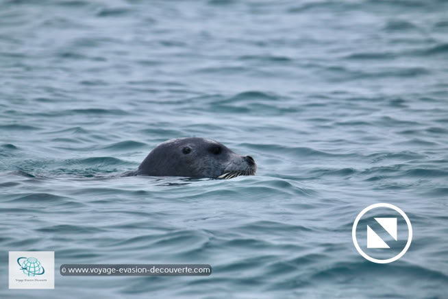 Nous sommes descendus jusqu’à l’île d’Edgeøya qui se trouve au Sud-Est de l’archipel du Svalbard. Lors de notre navigation, nous avons pu apercevoir un phoque barbu nager tout seul dans l’eau froide de la Mer de Barents. 