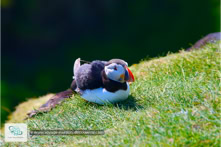 Le Mykines Lighthouse Trail sur l'Île de Mykines