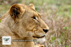 Safari photo dans le Parc Kruger