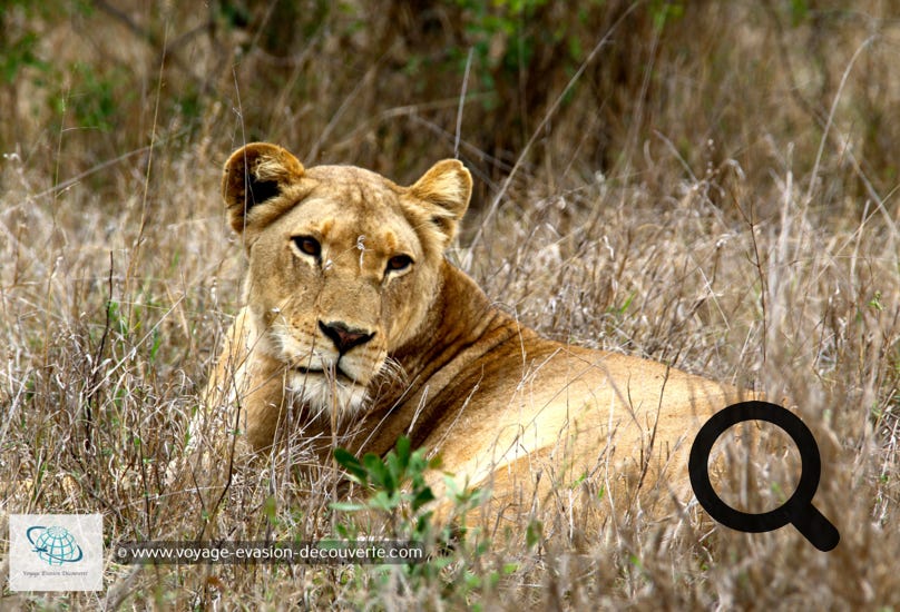 L’Afrique est incroyable… C’est un continent que j’apprécie particulièrement pour sa beauté, ses paysages extrêmement variés, son histoire millénaire, ses senteurs, ses safaris photos, ses splendides couchers de soleil, le contact facile avec des gens très accueillants et des déserts impressionnants où vous pourrez vous ressourcer sans modération…  Le dépaysement est total, l’Afrique est idéale pour explorer de nouveaux horizons.  Mon conseil ; Venez sans hésiter découvrir avec fascination les merveilles de l’Afrique…