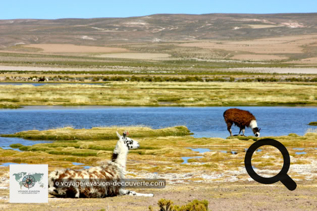 Direction, le Sud Lípez sur une belle route de sable traversant de superbes paysages jusqu’à la vallée des roches en plein dessert de Siloli. 