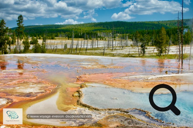 Ce secteur est connu pour avoir quelques une des plus grandes et belles piscines colorées naturelles du parc dont la plus connue : Grand Prismatic Spring.  