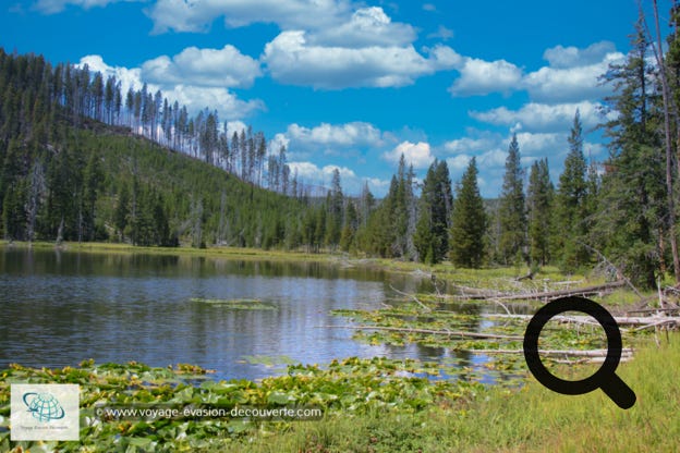 Nous sommes remontés en direction du Nord vers Mammoth Hot Spring. Sur cette route, aux paysages superbes et différents, nous avons croisé nos premiers bisons des plaines, pas du tout farouches, qui vivent en toute liberté dans le parc.